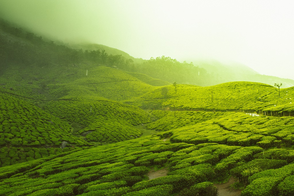 Places To Visit in Kerala During Winter