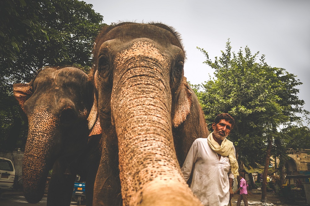 Elephant in India
