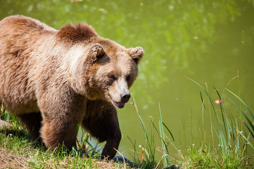 Keep an eye out for wild animals while sitting your tent camping