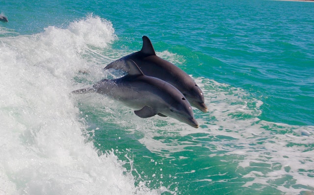 Book Your Dolphin Watch Cruise
