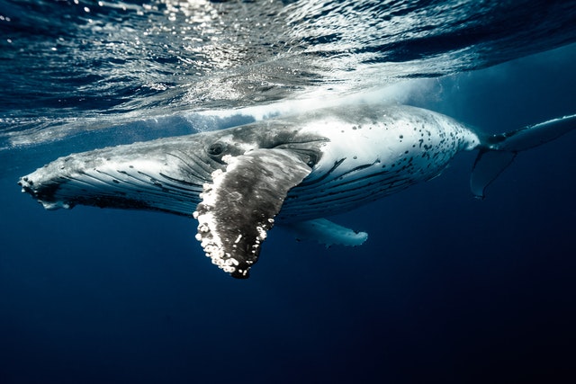 Best Places To Go Whale Watching