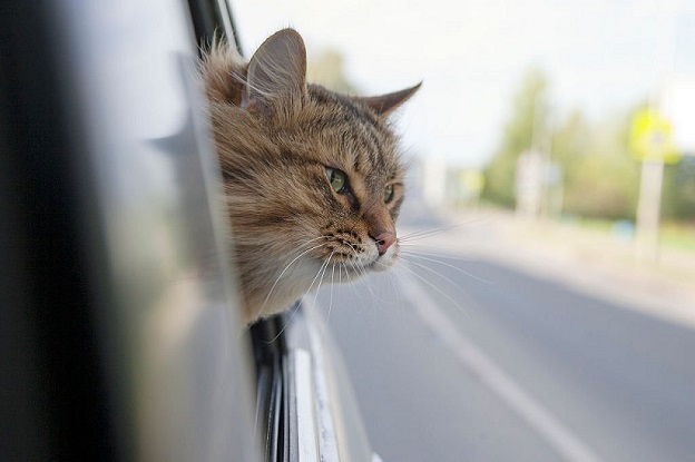 How Long Can a Cat Travel In a Car