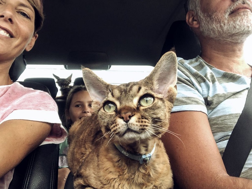 how long can a cat travel in a car