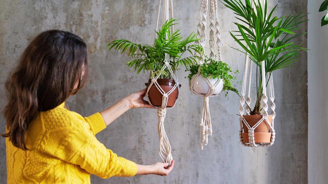 Low Light Hanging Plants Guide
