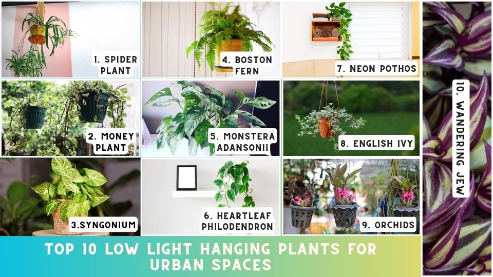 Top 10 Low light Hanging Plants for Urban Spaces
