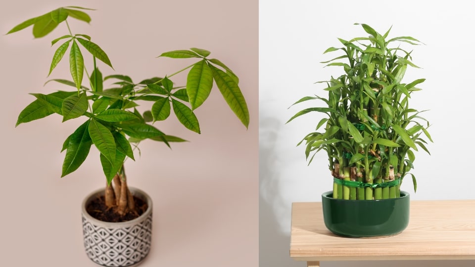 Money Tree and Bamboo - Feng Shui Plants for Prosperity