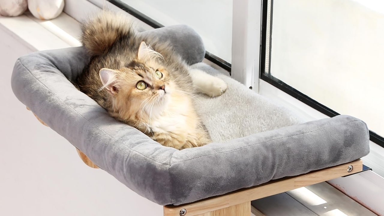 Cat Perch for Window